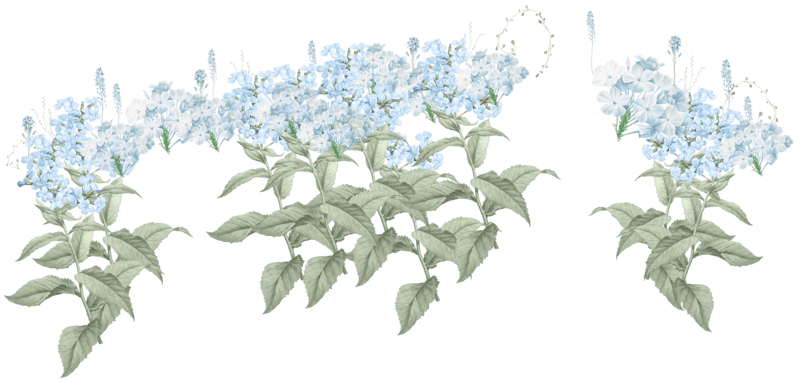 flower background.png